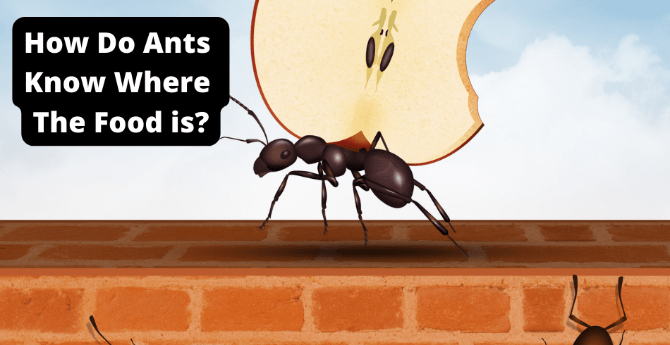 how to ants know where the food is