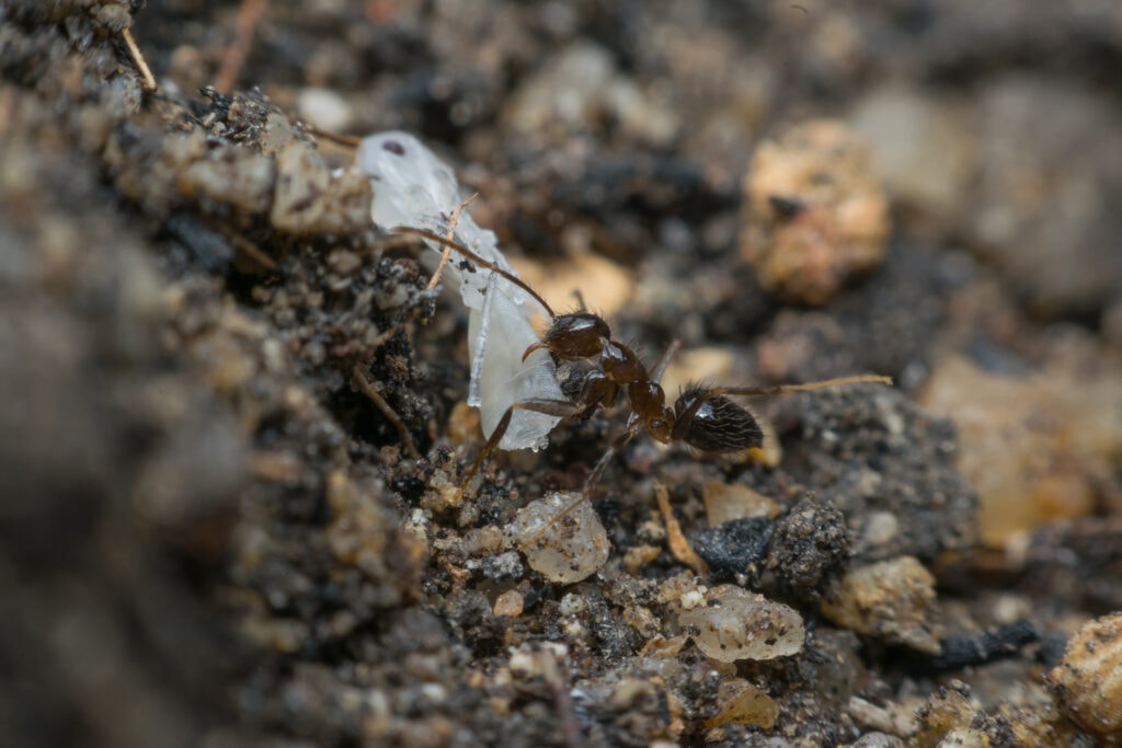 ant carrying larvae