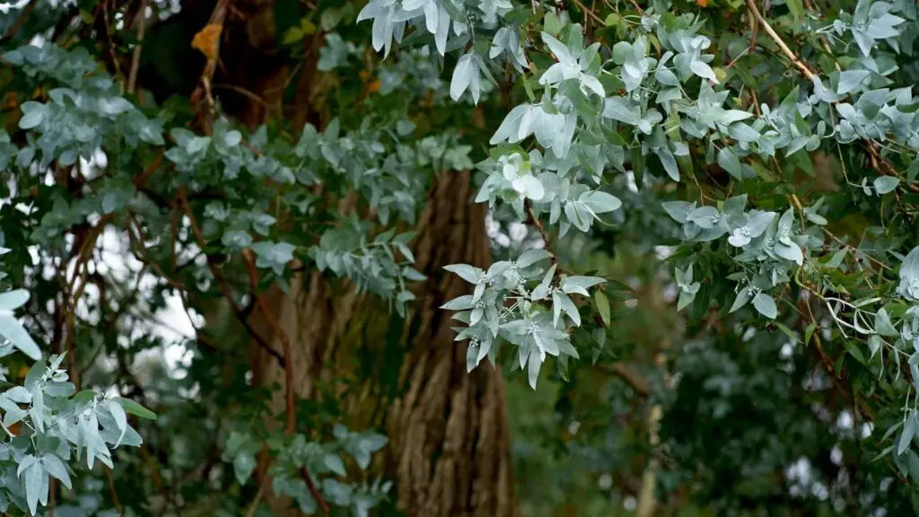 Eucalyptus leaves