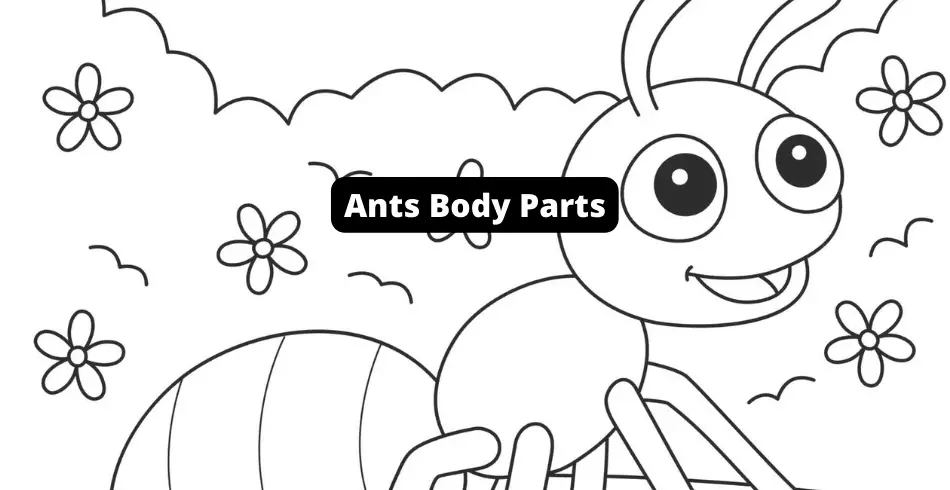 Ants body parts