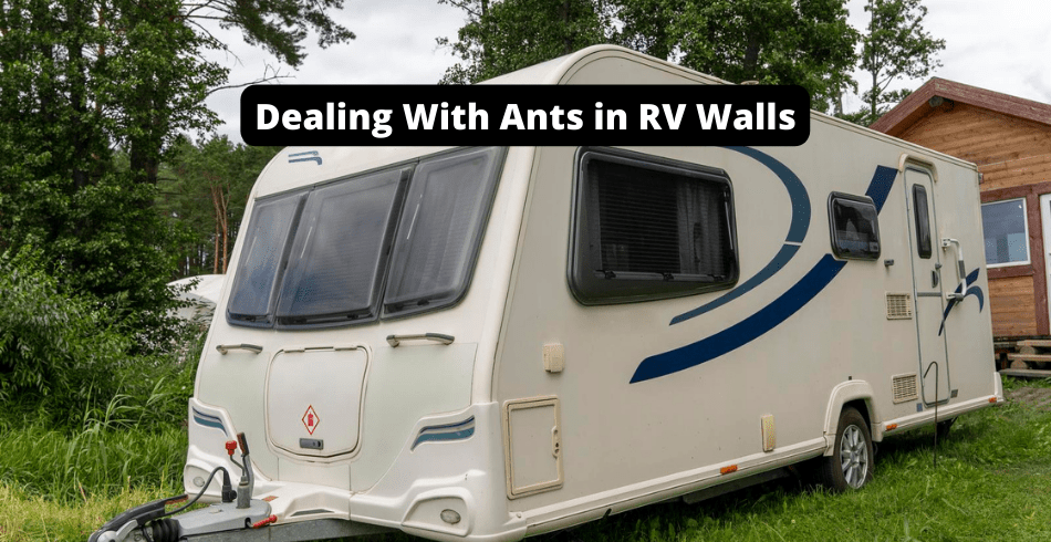 Ants in RV Walls