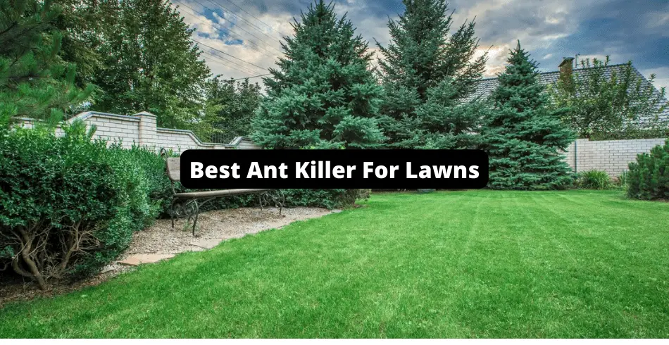 Best Ant Killer For Lawns