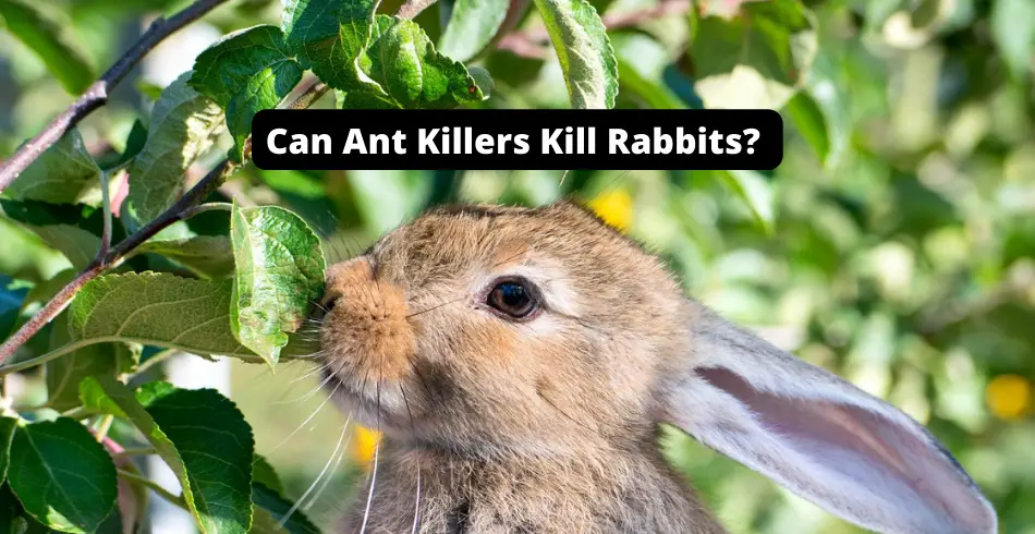 can ant killers kill rabbits