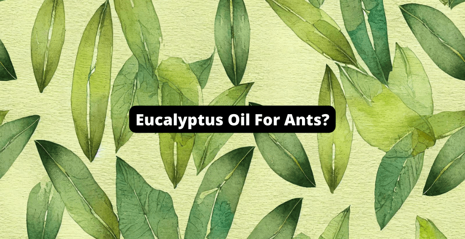 Eucalyptus Oil For Ants