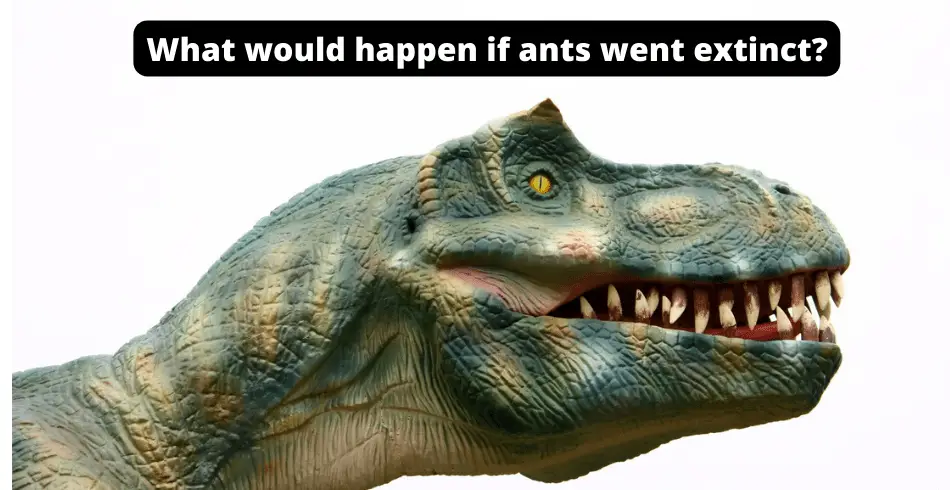 What would happen in ants went extinct