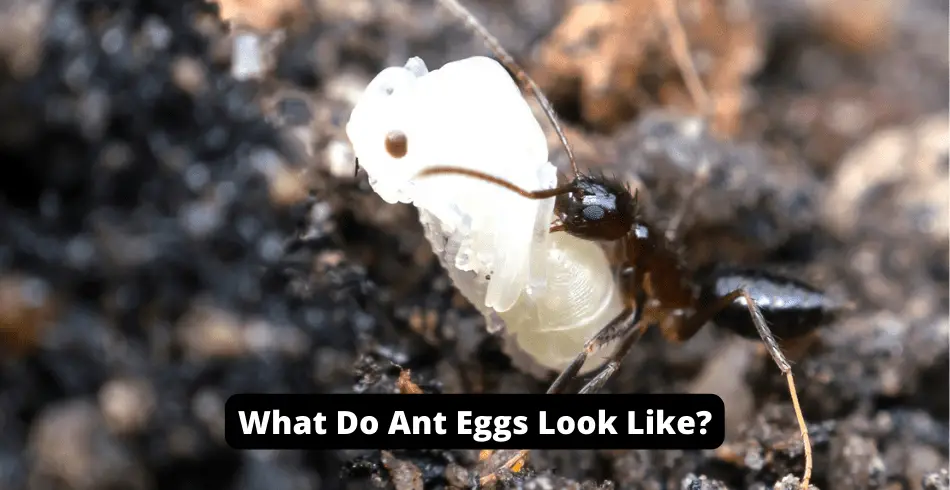 what do ant eggs look like