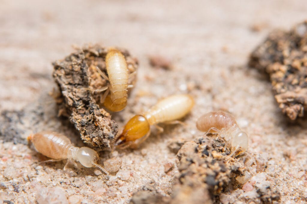 termites feeding upclose