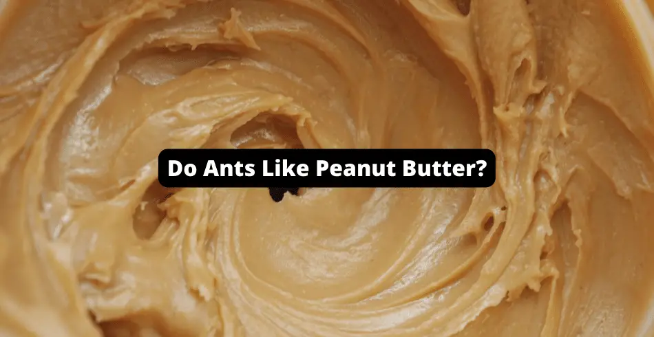 do ants like peanut butter