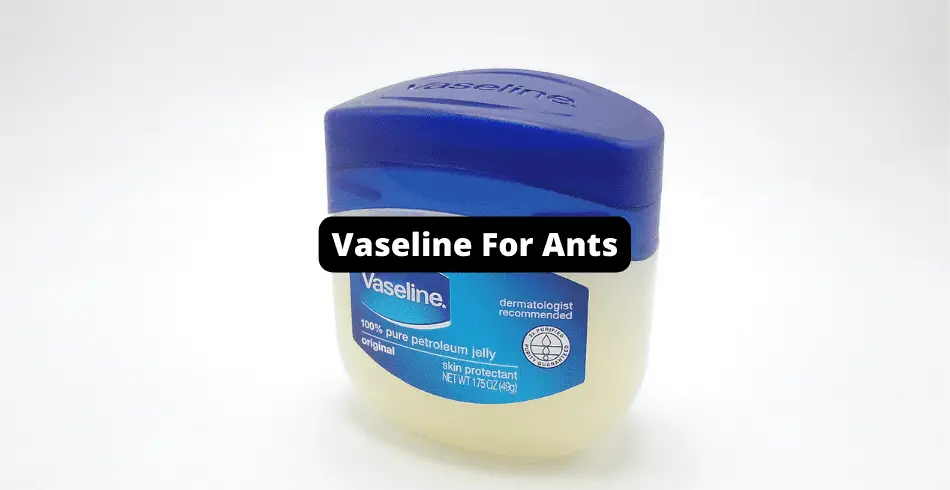 Vaseline For Ants