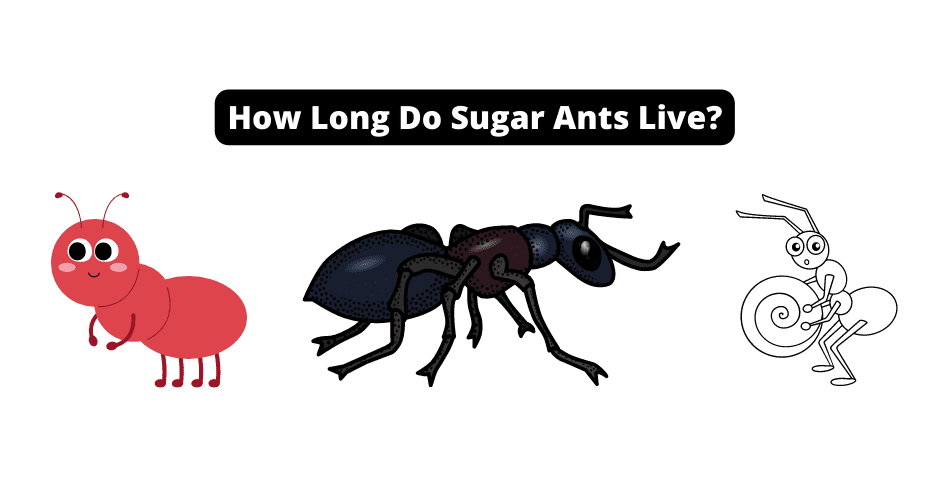 How Long Do Sugar Ants Live