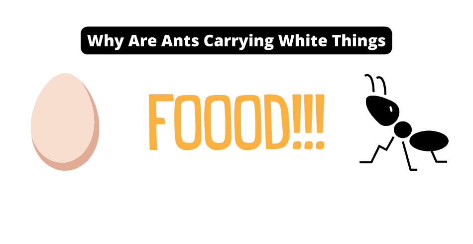 Why Are Ants Carrying White Things?
