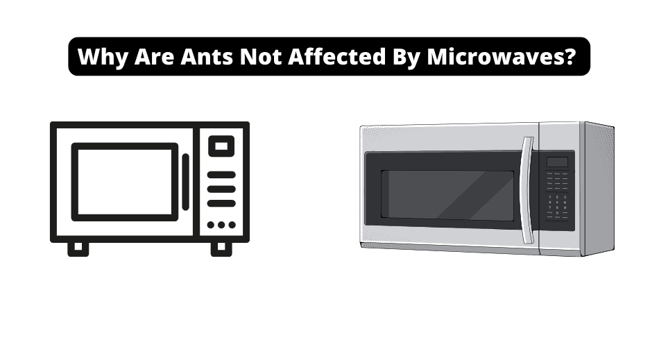 Why Are Ants Not Affected By Microwaves?