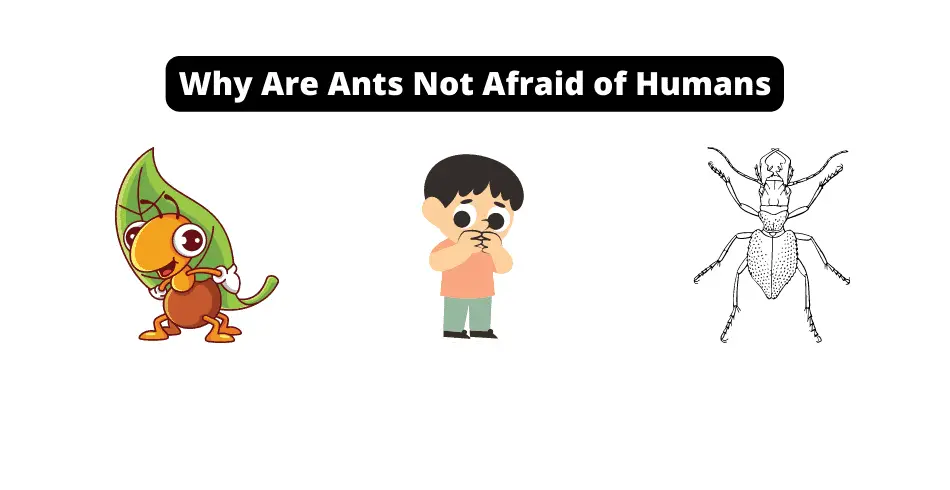 Why Are Ants Not Afraid of Humans