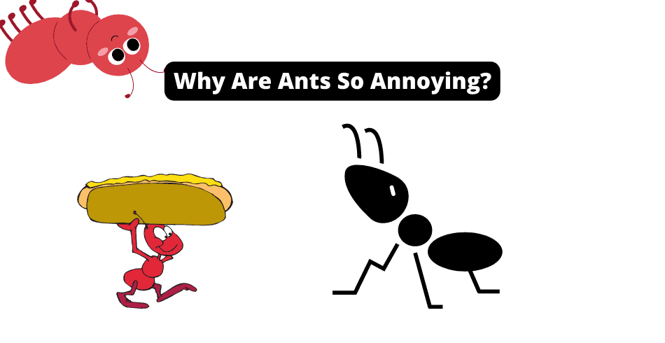 Why Are Ants So Annoying