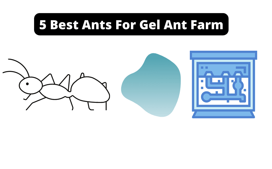 5 Best Ants For Gel Ant Farm