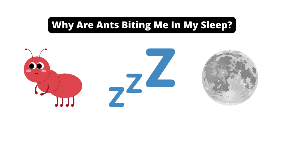 Why Are Ants Biting Me In My Sleep?