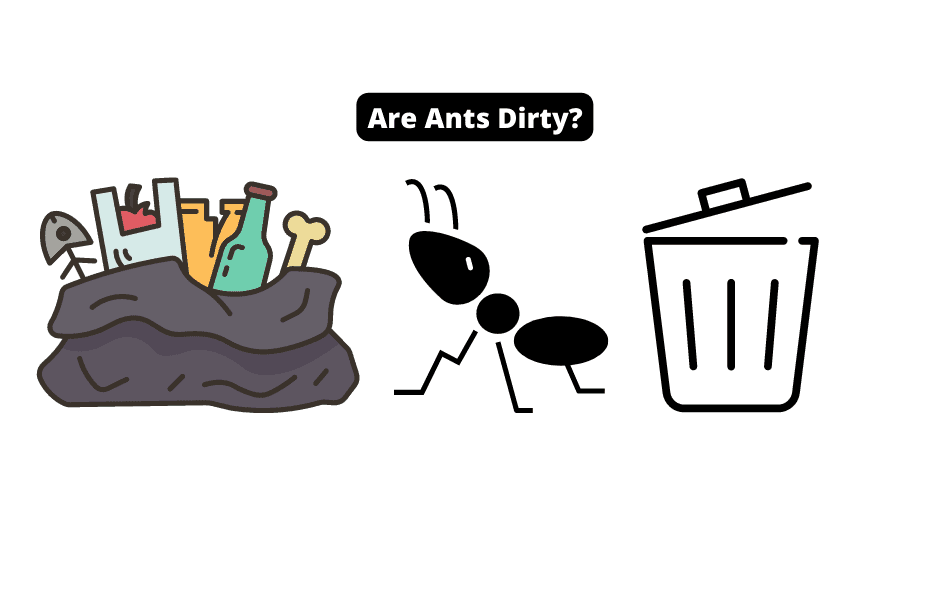 are ants dirty