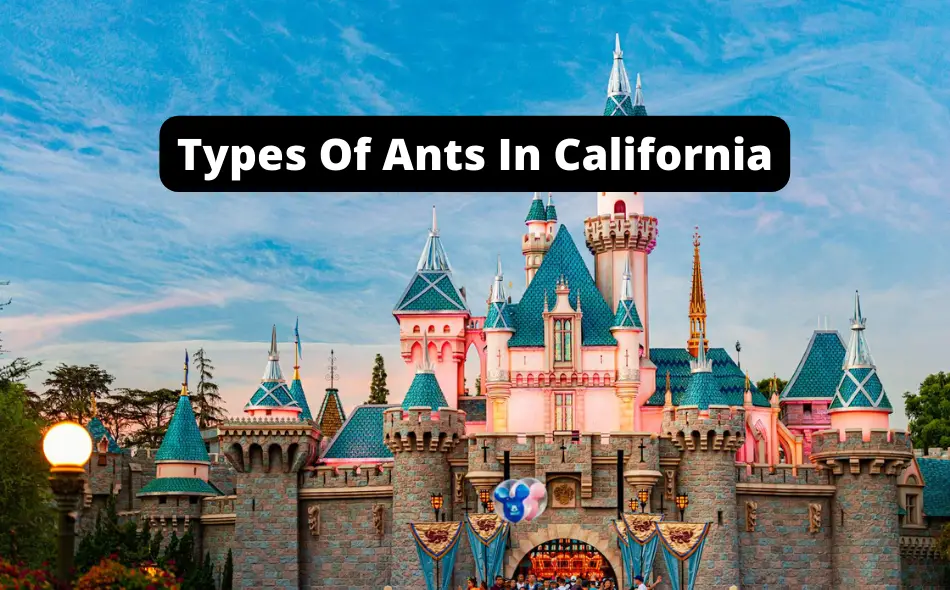 Types Of Ants In California