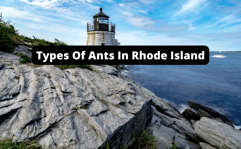 types of ants in rhode island