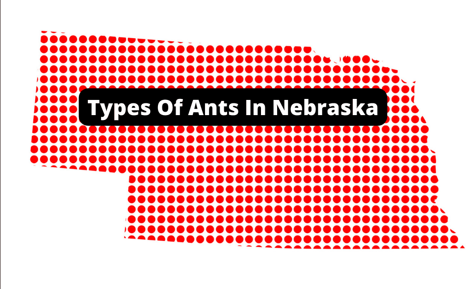 types of ants in Nebraska