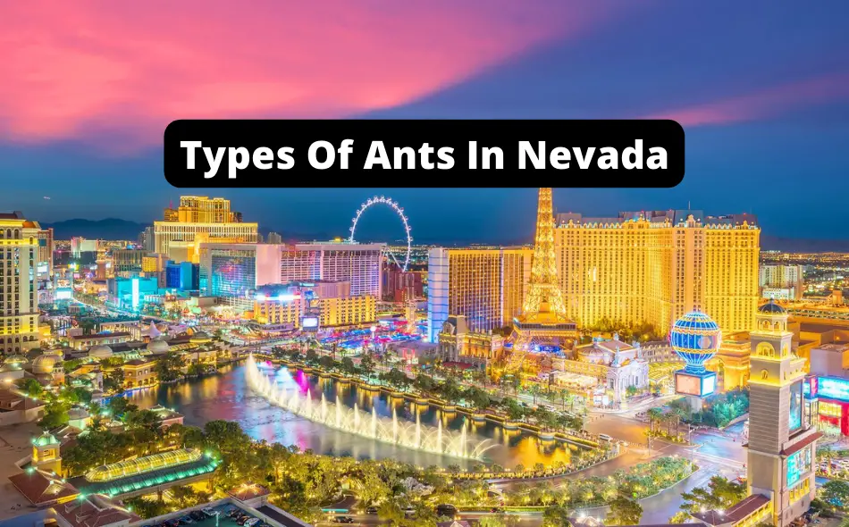 types of ants in nevada