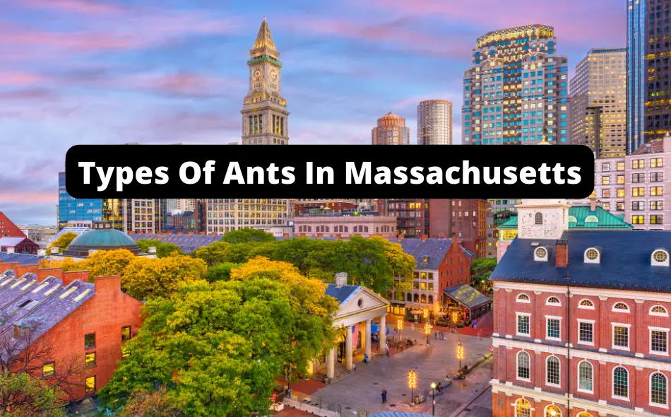 Types Of Ants In Massachusetts