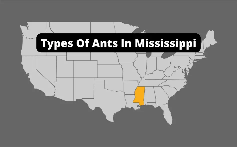 types of ants in mississippi