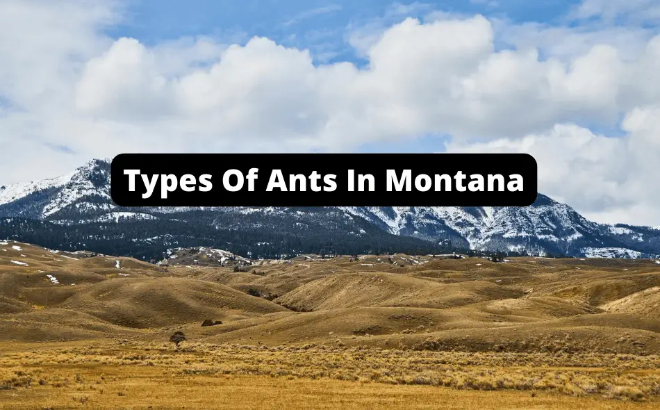 Types Of Ants In Montana
