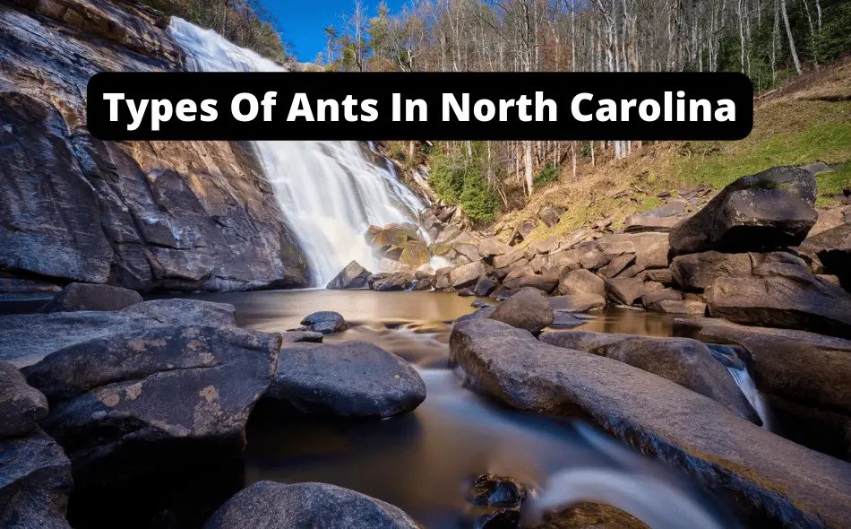Types Of Ants In North Carolina
