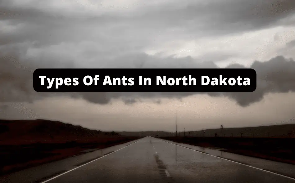 Types Of Ants In North Dakota