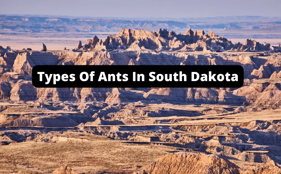 Types Of Ants In South Dakota