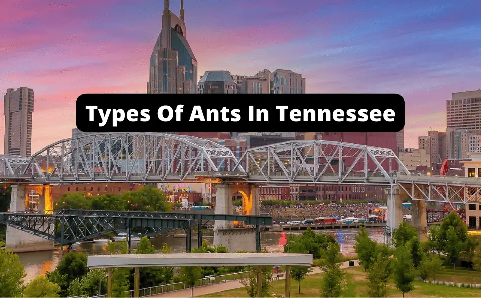 Types Of Ants In Tennessee