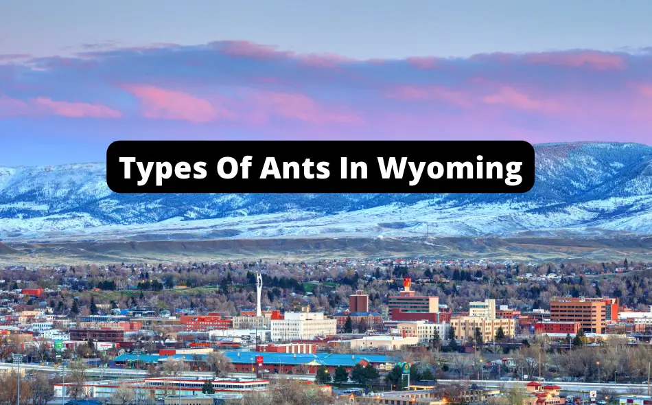Types Of Ants In Wyoming
