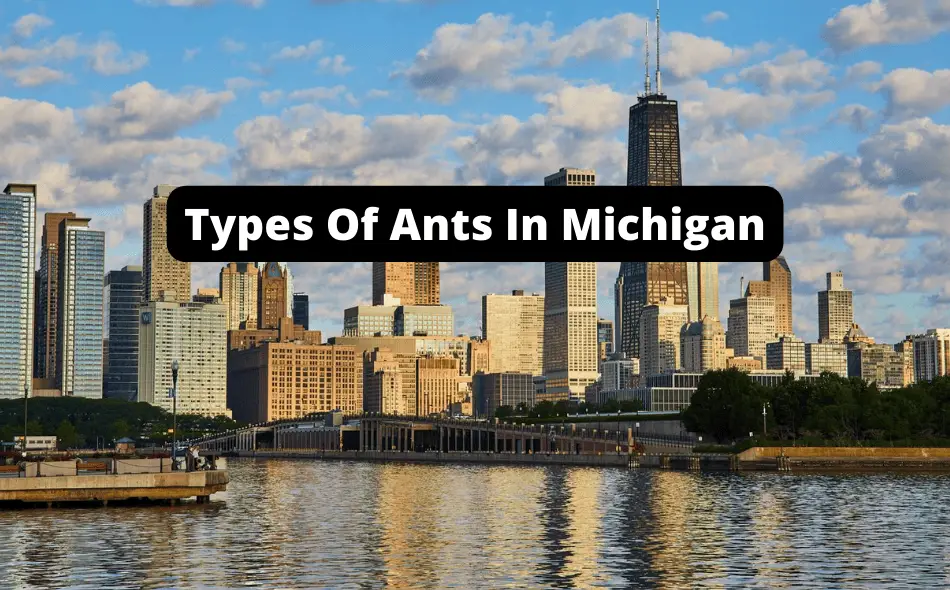 Types of Ants In Michigan