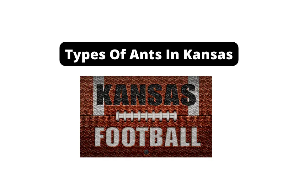 types of ants in kansas