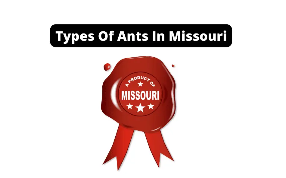 Types Of Ants In Missouri