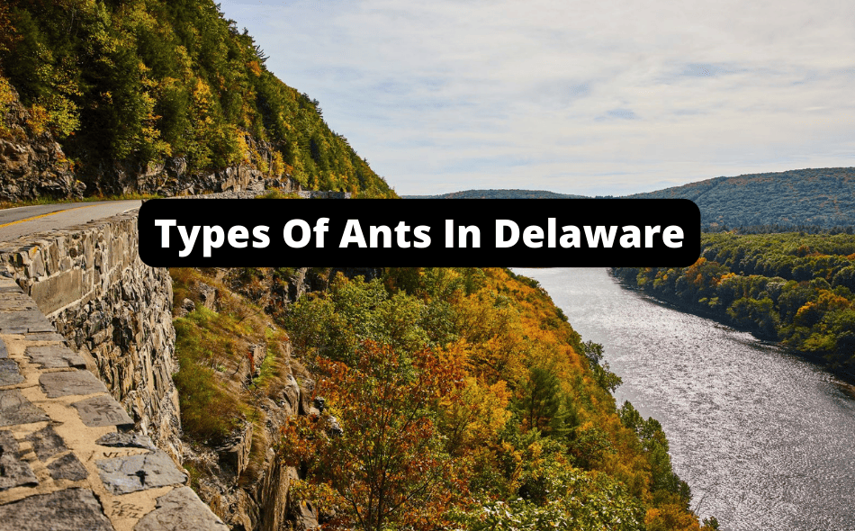types of ants in delaware