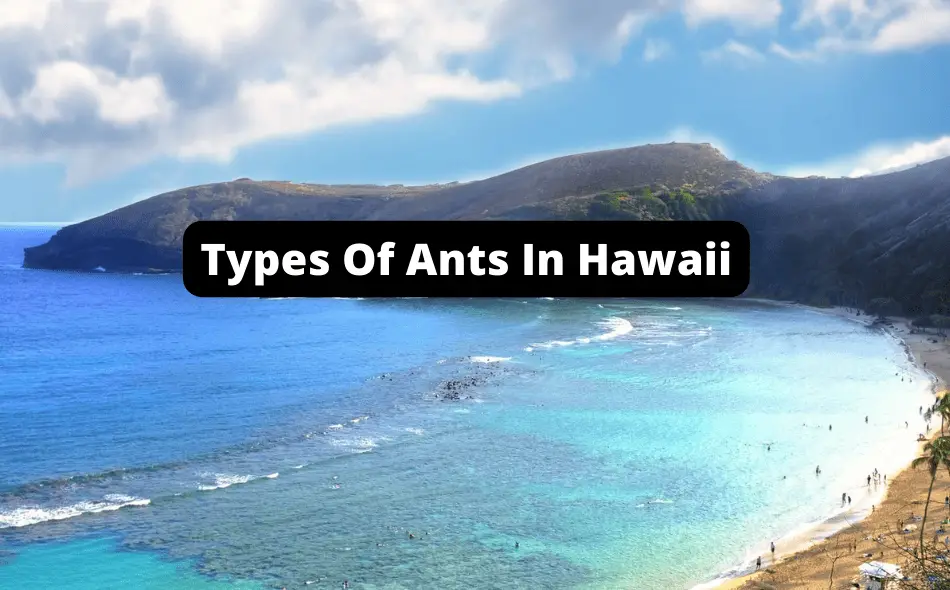types of ants in hawaii