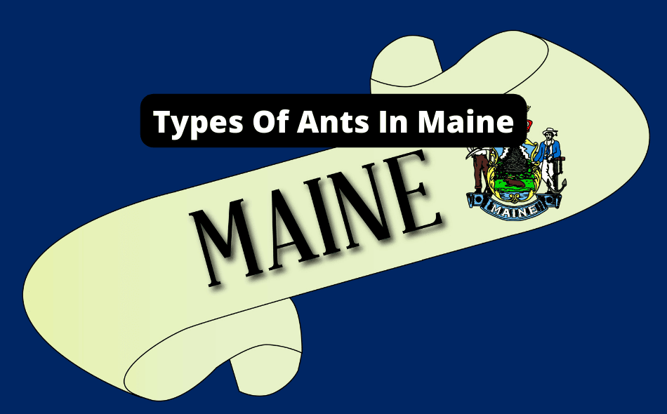 types of ants in maine