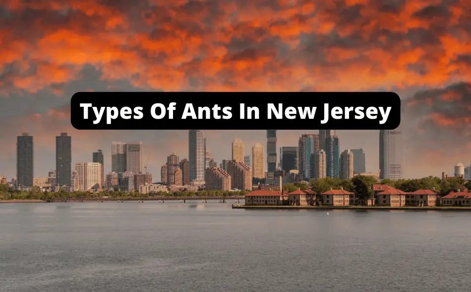 types of ants in new jersey