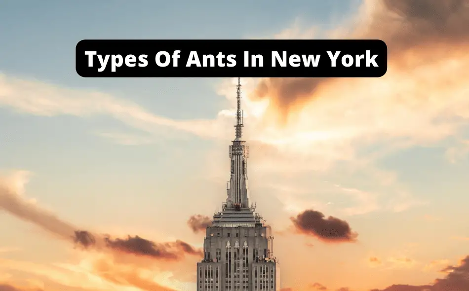 types of ants in new york
