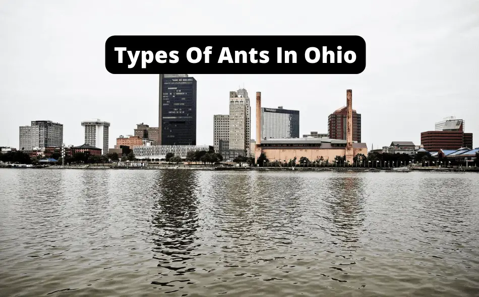 types of ants in ohio