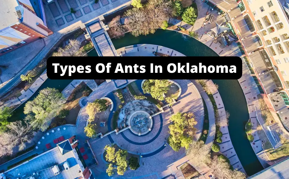 types of ants in oklahoma