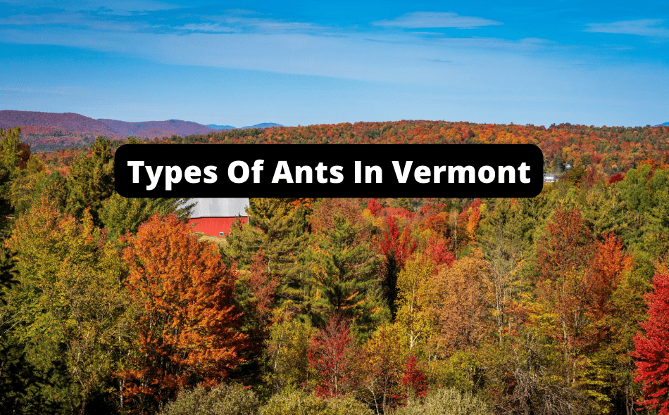 types of ant in vermont