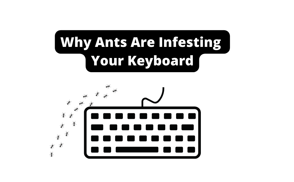 Why Do Ants Keep Going In My Keyboard