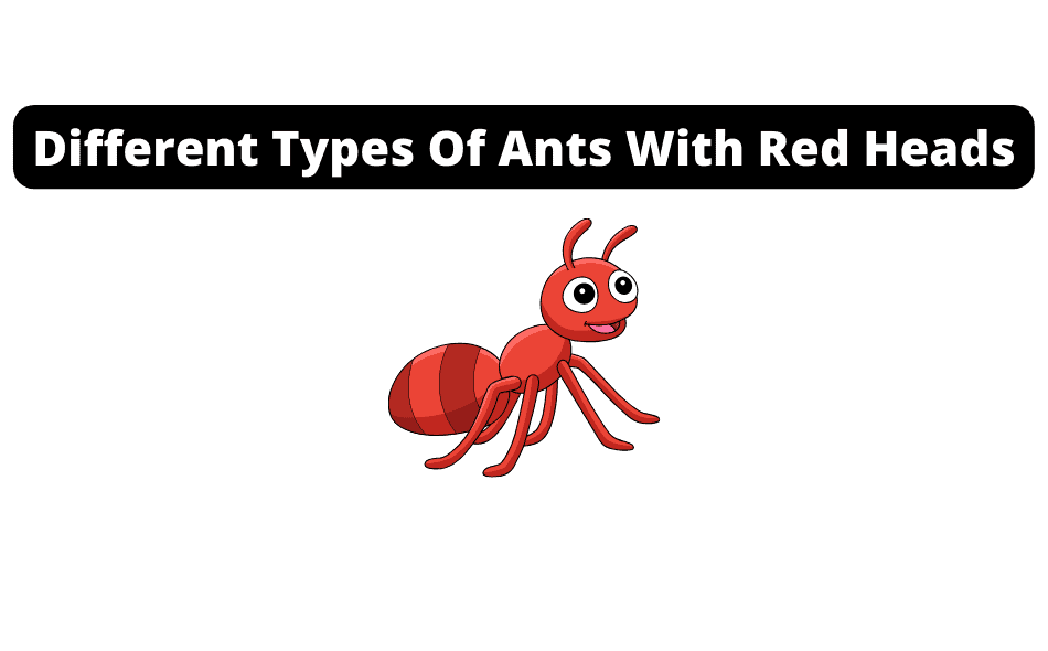 ants with red heads