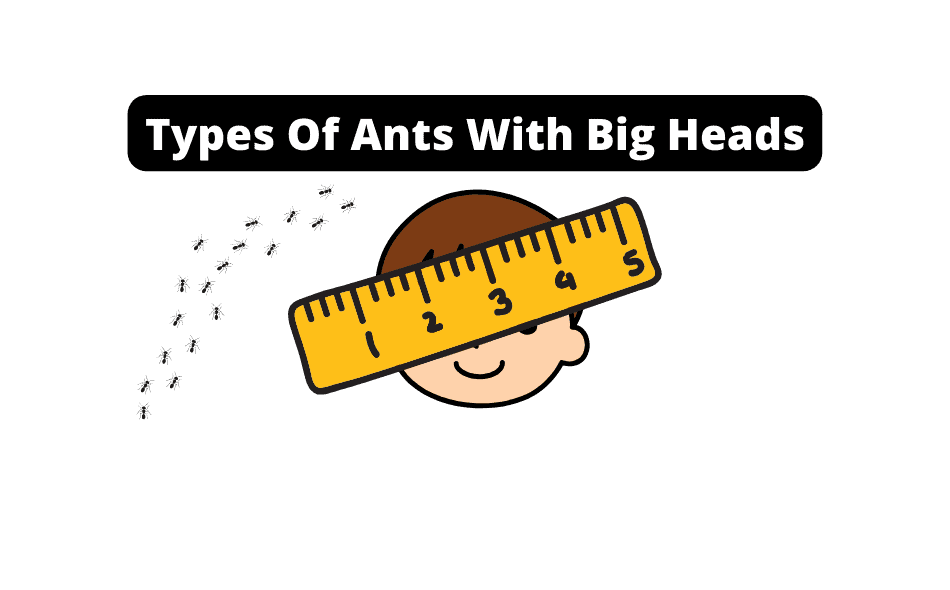 Types Of Ants With Big Heads