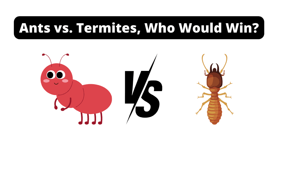 ants vs termites who would win